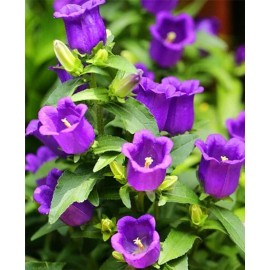 2000+ Purple Tussock Bellflower Seeds Perennial Carpathian Bellflower USA