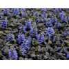 Perennial Farm Marketplace Ajuga r. 'Black Scallop' (Bugle Weed) Live