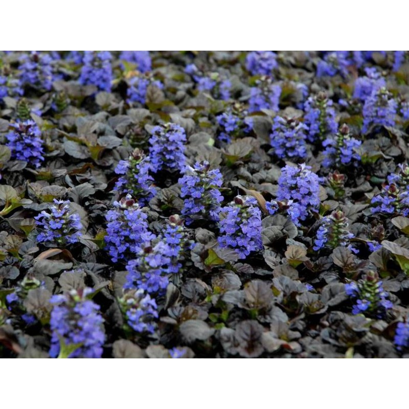 Perennial Farm Marketplace Ajuga r. 'Black Scallop' (Bugle Weed) Live