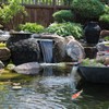 Aquascape MAINTAIN Water Treatment for Koi and Fish Ponds, Easy