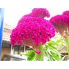 Huge Brain Celosia! Crazy Mixed Colors 100 Seeds ! Comb.s/h!