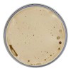 Cera Matte Pomade Uppercut Deluxe 100g