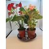 ZZPYXIA 4 Pack 12 inch Black Plastic Plant Sauce- Plant
