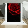 Generic Black Red Rose Texture Backdrop Red Flowers Abstract Portrait