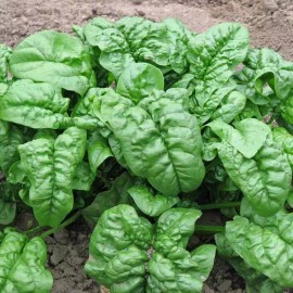 Honest Seed Co. 150+ Giant Noble Spinach Seeds | Non-GMO | Heirloom | Fresh Garden Seeds USA