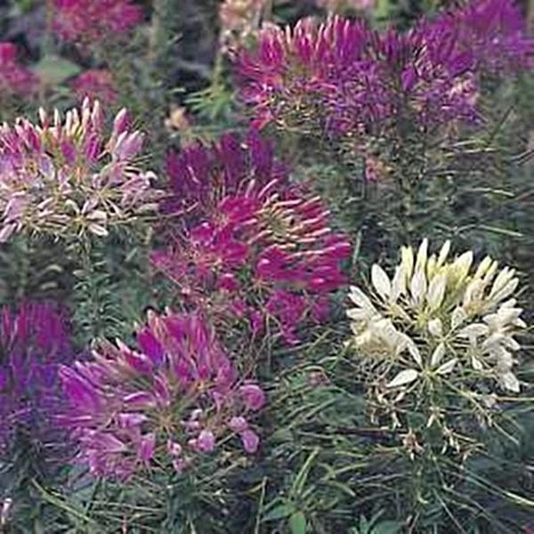 Pase Seeds Cleome Sparkler Series Mix Annual Seeds