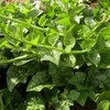 Malabar Spinach Seeds - Green Vines Supreme - 4 Oz