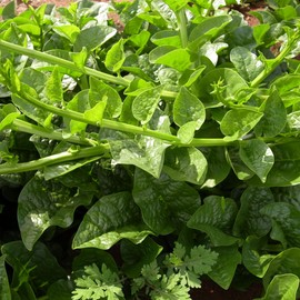 Malabar Spinach Seeds - Green Vines Supreme - 4 Oz ~3200 Seeds - Non-GMO, Heirloom - Vegetable Garden