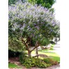 Chaste Tree | 3 Live Seedlings | Texas Lilac Shoal