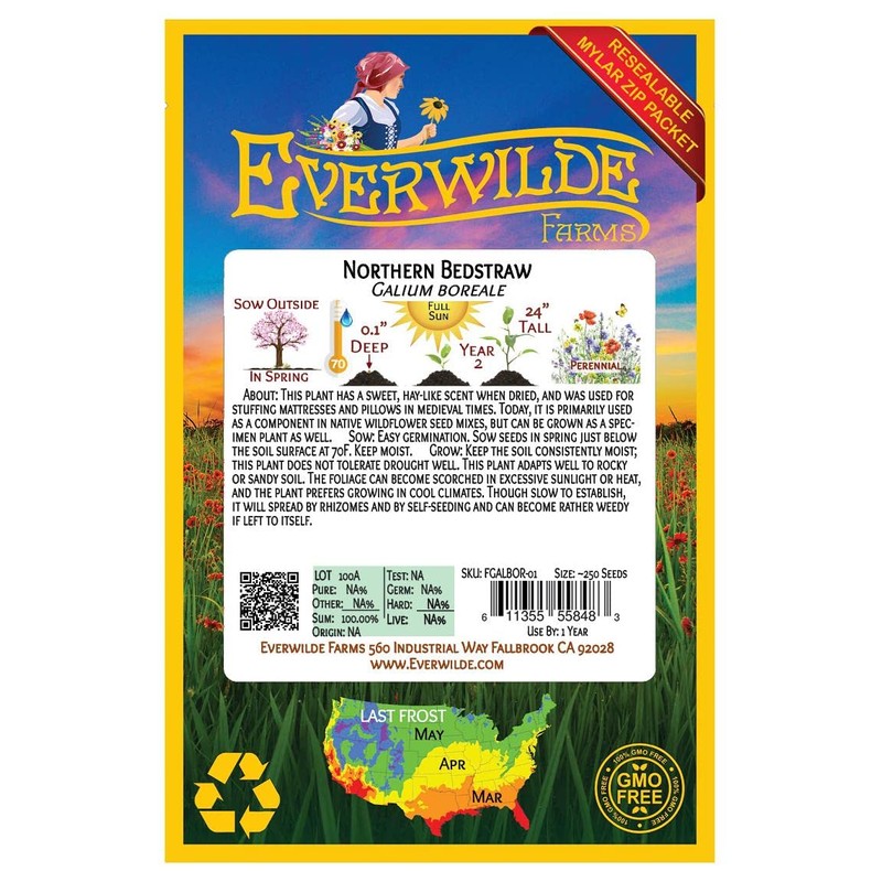 Everwilde Farms - 250 Northern Bedstraw Native Wildflower Seeds -