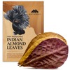 Premium Indian Almond Leave. Aquarium Decorations Size 6-9" Pack 50g(20-25