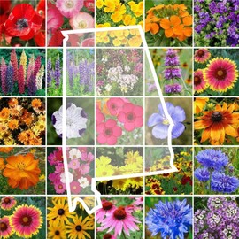 Eden Brothers Nebraska Wildflower Mixed Seeds for Planting, 1 oz, 30,000+ Seeds with Candytuft, Blanket Flower | Attracts Pollinators, Plant in Spring or Fall, Zones