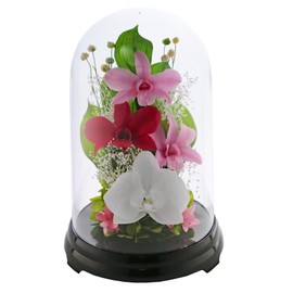 ART FOUR SEASONS ○ Phalaenopsis Orchid Denfaredome Pink Preserved Flower