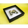 asiahouse24 A Real Exotic Prepared Butterfly Papilion Mormon in Black