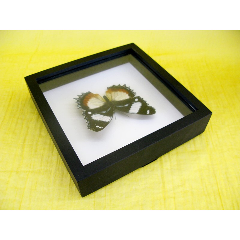 asiahouse24 A Real Exotic Prepared Butterfly Papilion Mormon in Black