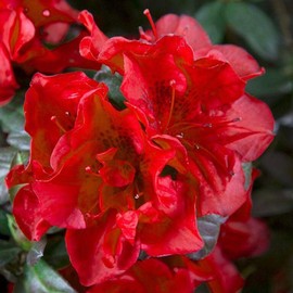Encore Azalea Autumn Fire (3 Gallon) Red Double Blooms Flowering Dwarf Evergreen Shrub - Full Sun Live Outdoor