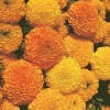 GardeningTreasures 75+ Giant Crackerjack Mix Marigold seeds