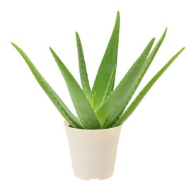 Arcadia Garden Products Live Aloe Vera Succulent Easy Indoor Houseplant in Plastic Pot, Air Purifying Ornamental Plant Gift for Home and Garden Decor, 4 Inch