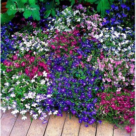 Seeds4planting - Seeds Lobelia Ampelous Mix Annual Flowers for Planting