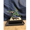 indoorbonsaiandexotics weeping cherry bonsai with real cherries