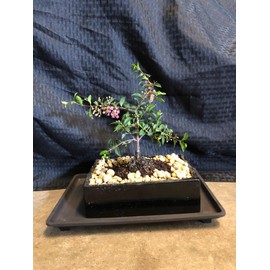 indoorbonsaiandexotics weeping cherry bonsai with real cherries
