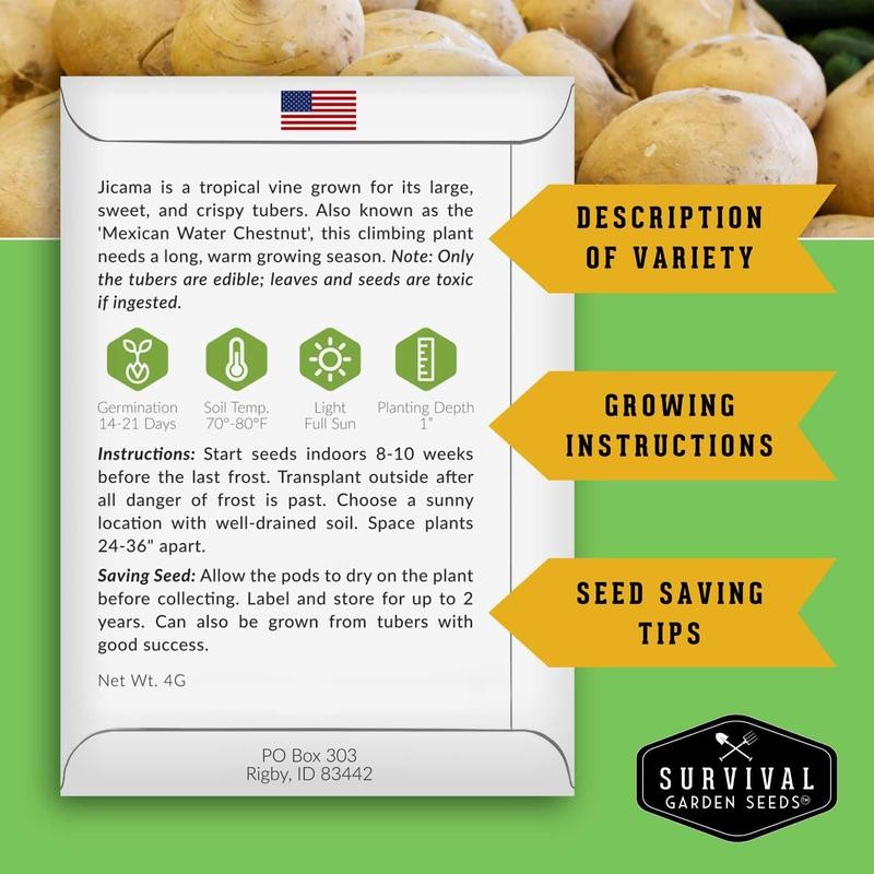 Jicama Seeds - Drought Resistant Mexican Turnip - Size: 3