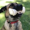 Pet Factory Pet Factory American Beefhide 12" Knotted Bone Dog