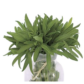 Park Seeds Organic Mexican Tarragon Herb, Pack of 100 Seeds