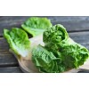 HSC 1200+ Parris Island Romaine Lettuce Seeds | Non-GMO Lettuce