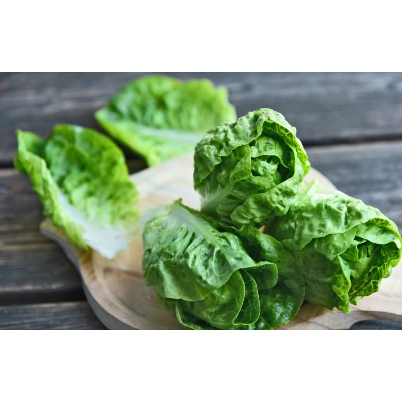 HSC 1200+ Parris Island Romaine Lettuce Seeds | Non-GMO Lettuce