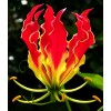 Buy Rare Seeds Gloriosa superba | Flame Lily | 20_Seeds