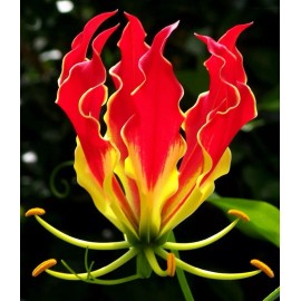 Buy Rare Seeds Gloriosa superba | Flame Lily | 20_Seeds