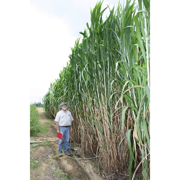 Elephant Grass Seeds - 100 Seeds - Tallest Grass in The World - Ships from Iowa, Made in USA