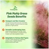 Outsidepride Pink Muhly Ornamental Grass Seeds - 100 Pcs, Perennial,