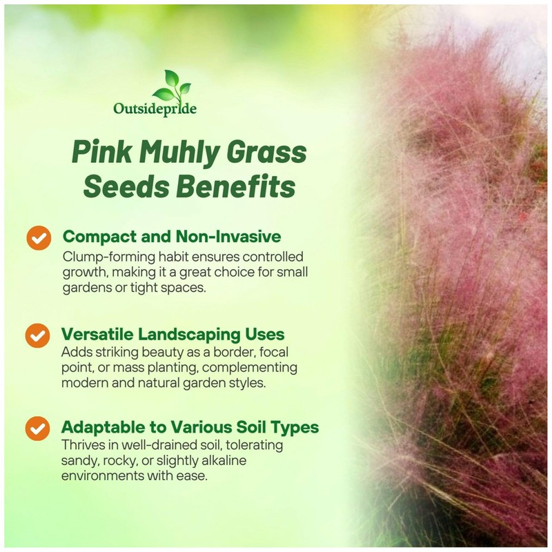 Outsidepride Pink Muhly Ornamental Grass Seeds - 100 Pcs, Perennial,