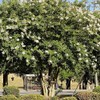 Natchez Crape Myrtle, White Flowering, Deciduous, Exfoliating Bark, 7 gal