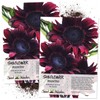 Seed Needs, Procut Red Sunflower (Helianthus annuus) Twin Pack 40