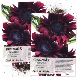 Seed Needs, Procut Red Sunflower (Helianthus annuus) Twin Pack 40 Seeds Each