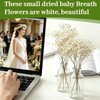 LAILAILE 100pcs Natural Dried Gypsophila Flowers– White Baby's Breath