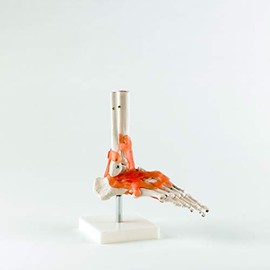 Real Patterson's Foot Joint with Ligaments