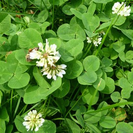 White Ladino Clover Seeds - 1 Lb ~768,000 Seeds - Farm & Garden Cover Crop - Non-GMO, Open Pollinated - Not Suitable As Lawn Clover