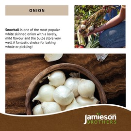 Jamieson Brothers® Snowball Winter Onion Sets – 250gm Pack of Premium Bulbs (Size 14/21) – Perfect for Planting Now to Achieve a Delicious Onion Harvest in Late Spring