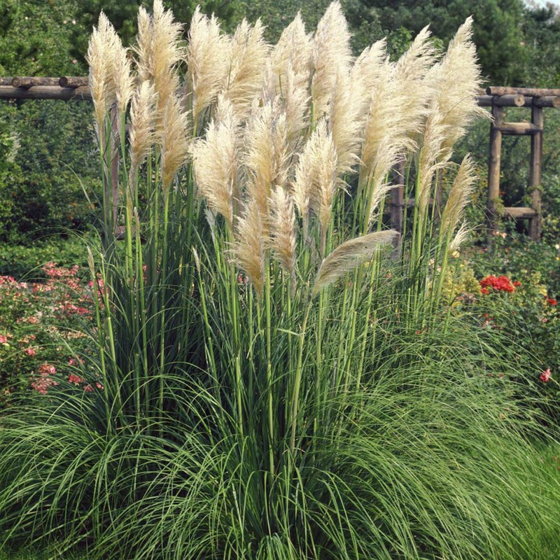 Outsidepride White Ornamental Pampas Grass Plant Seeds - 1000 Seeds