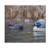 Avery Life-Size Blue-Winged Teal (1/2 Dozen)