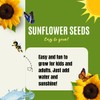 Dwarf Sunflower Seeds for Planting