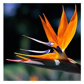 Sweet Scents n More 1oz Bottle Bird of Paradise Fragrance Oil