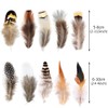 200pcs 10 Style Natural Feathers Assorted Mixed Feathers for Dream