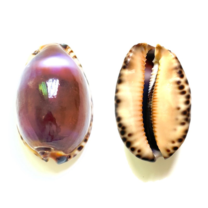 5pcs, Purple Top Conch Shell, Purple Tiger Shell, 1.8-2.2 inches