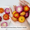 Pack of 30-40 dried flower heads for wedding and autumn