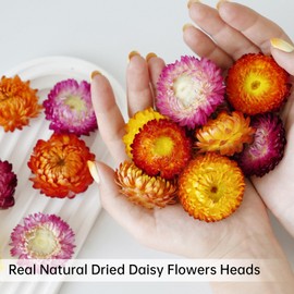 Pack of 30-40 dried flower heads for wedding and autumn party decoration